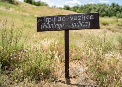 Plantago indica