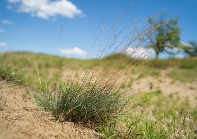 Festuca vaginata