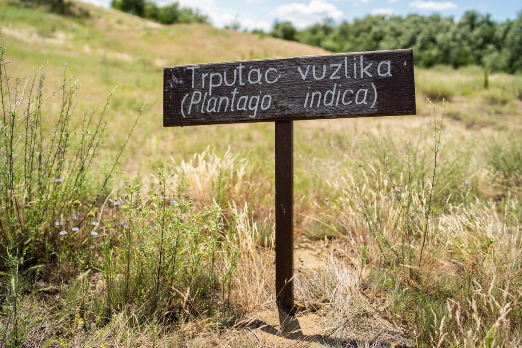 Plantago indica