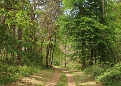 Hostel Borik - šuma